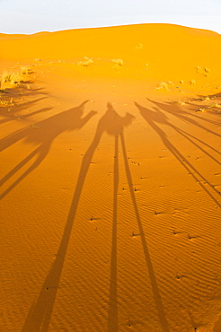 Camel caravan shadows, Erg Chebbi Desert, Sahara Desert near Merzouga, Morocco, North Africa, Africa