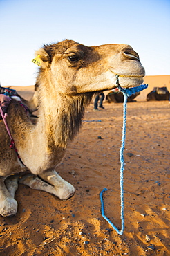 Camel portrait, Erg Chebbi Desert, Sahara Desert near Merzouga, Morocco, North Africa, Africa 