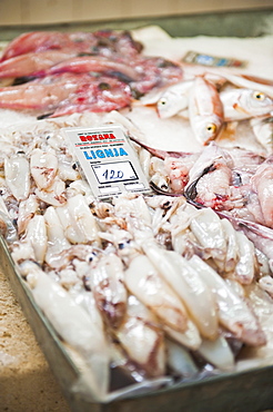 Fresh calamari (squid) in Split fish market, Split, Dalmatia, Croatia, Europe 