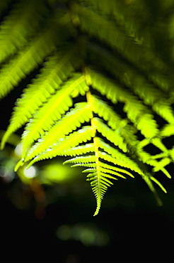 Fern in the tropical rainforest surrounding Pupu Springs (Te Waikoropupu Springs), Golden Bay, Tasman Region, South Island, New Zealand, Pacific 