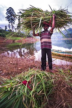 Portrait of a farmer carrying grass near Adam's Peak in the Nuwara Eliya District, Central Highlands, Sri Lanka, Asia