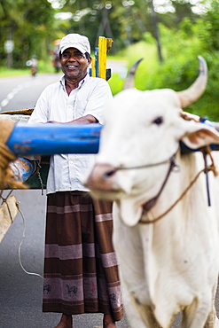 Farmer with his cattle in Dambulla, Central Province, Sri Lanka, Asia