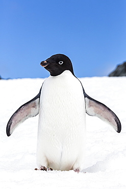 Adelie penguin (Pygoscelis adeliae), Torgersen Island, Antarctic Peninsula, Antarctica, Polar Regions