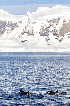 Type A killer whales (Orcinus orca) travelling and socializing in Gerlache Strait near the Antarctic Peninsula, Southern Ocean, Polar Regions