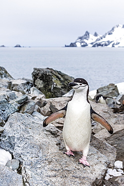 Adult chinstrap penguin (Pygoscelis antarctica), Half Moon Island, South Shetland Islands, Antarctica, Southern Ocean, Polar Regions