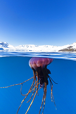 Unidentified large jellyfish in brash ice, Cierva Cove, Antarctica, Southern Ocean, Polar Regions