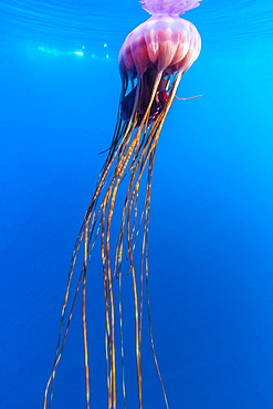 Unidentified large jellyfish in brash ice, Cierva Cove, Antarctica, Southern Ocean, Polar Regions