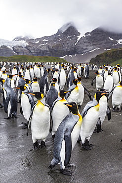 King penguins (Aptenodytes patagonicus) breeding and nesting colony at Gold Harbour, South Georgia, South Atlantic Ocean, Polar Regions