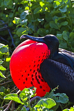 Adult male magnificent frigatebird (Fregata magnificens), Las Bachas, Santa Cruz Island, Galapagos Islands, Ecuador, South America