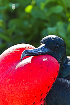 Adult male magnificent frigatebird (Fregata magnificens), North Seymour Island, Galapagos Islands, UNESCO World Heritage Site, Ecuador, South America