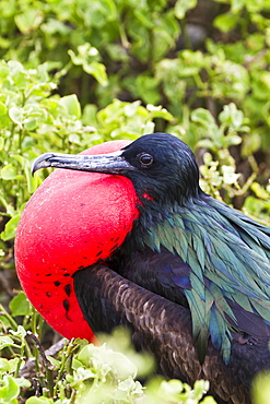 Adult male great frigatebird (Fregata minor), Genovesa Island, Galapagos Islands, UNESCO World Heritage Site, Ecuador, South America