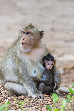 Young long-tailed macaque (Macaca fascicularis) nursing from its mother in Angkor Thom, Siem Reap, Cambodia, Indochina, Southeast Asia, Asia  