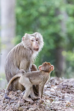 Young long-tailed macaque (Macaca fascicularis) near its mother in Angkor Thom, Siem Reap, Cambodia, Indochina, Southeast Asia, Asia 