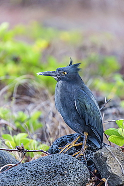 Adult Striated Heron, Butorides striata, at Puerto Egas, Santiago Island, Galapagos Islands, Ecuador, South America 