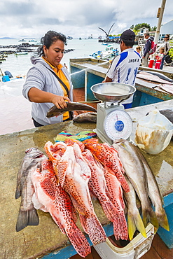 Fish market in the town of Puerto Ayora on Santa Cruz Island, Galapagos Islands, Ecuador, South America