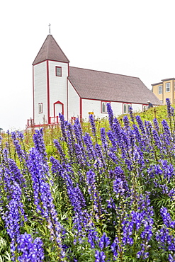 Monkshood (aconitum) flowers in front of the church in the small preserved fishing village of Battle Harbour, Labrador, Canada, North America 