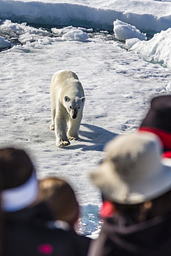 Guests from the Lindblad Expeditions ship National Geographic Explorer with polar bear (Ursus maritimus), Cumberland Peninsula, Baffin Island, Nunavut, Canada, North America