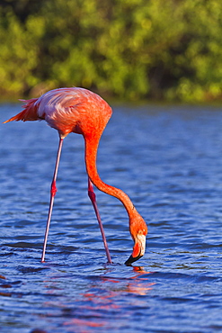 Greater flamingo (Phoenicopterus ruber), Las Bachas, Santa Cruz Island, Galapagos Islands, Ecuador, South America