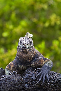 Galapagos marine iguana (Amblyrhynchus cristatus), Fernandina Island, Galapagos Islands, UNESCO World Heritge Site, Ecuador, South America