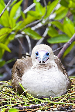 Adult dark morph red-footed booby (Sula sula), Genovesa Island, Galapagos Islands, Ecuador, South America