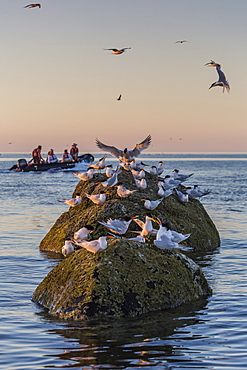 Zodiac from the Lindblad Expeditions ship National Geographic Sea Bird with guests at Isla Rasita, Baja California Norte, Mexico, North America