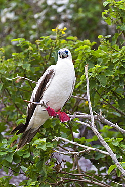 Adult white morph red-footed booby (Sula sula), Genovesa Island, Galapagos Islands, Ecuador, South America