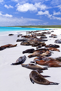 Galapagos sea lions (Zalophus wollebaeki), Gardner Bay, Espanola Island, Galapagos Islands, UNESCO World Heritage Site, Ecuador, South America