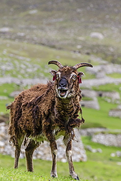 An ancient form of sheep called the Soay roaming the stone remains of the evacuated village on Hirta, St. Kilda Archipelago, Scotland, United Kingdom, Europe