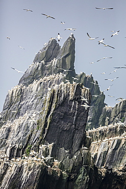 Northern gannet nesting colony on the island of Little Skellig Michael, County Kerry, Munster, Irish Sea, Republic of Ireland, Europe