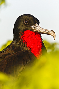 Adult male great frigatebird (Fregata minor), Genovesa Island, Galapagos Islands, UNESCO World Heritge Site, Ecuador, South America