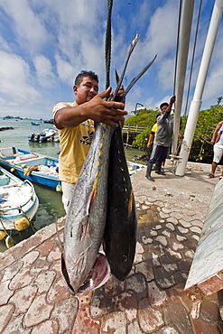 Local fish market, Puerto Ayora, Santa Cruz Island, Galapagos Island Archipelago, Ecuador, South America