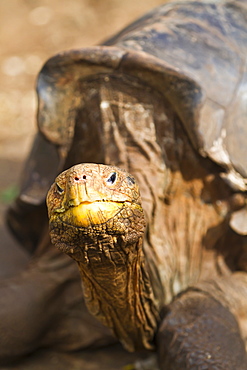 Captive Galapagos giant tortoise (Geochelone elephantopus), Charles Darwin Research Station, Galapagos Islands, UNESCO World Heritge Site, Ecuador, South America