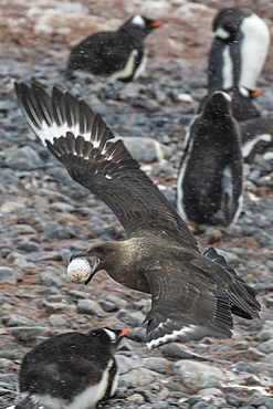 An adult brown skua (Stercorarius spp), with a stolen gentoo penguin egg at Cuverville Island, Antarctica, Polar Regions