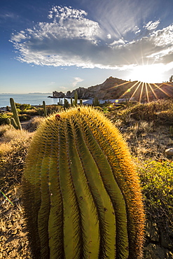 Sunset on an endemic giant barrel cactus (Ferocactus diguetii) on Isla Santa Catalina, Baja California Sur, Mexico, North America