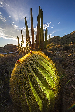 Sunset on an endemic giant barrel cactus (Ferocactus diguetii) on Isla Santa Catalina, Baja California Sur, Mexico, North America