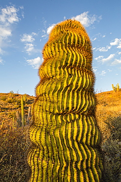 Endemic giant barrel cactus (Ferocactus diguetii) on Isla Santa Catalina, Baja California Sur, Mexico, North America