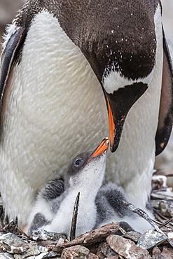 Gentoo penguin (Pygoscelis papua) adult on nest with young chicks on Cuverville Island, Antarctica, Polar Regions
