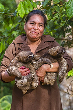 A woman with her pet brown-throated sloths (Bradypus variegatus), San Francisco Village, Loreto, Peru, South America