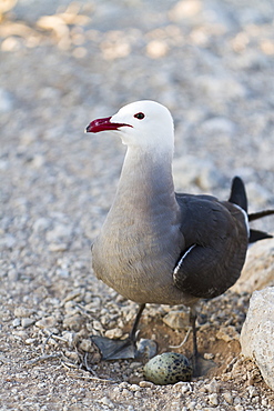 Heermann's gull (Larus heermanni) adult with egg, Isla Rasa, Gulf of California (Sea of Cortez), Mexico, North America