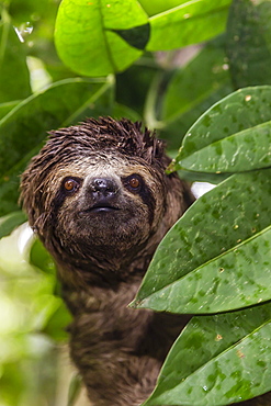 A wild brown-throated sloth (Bradypus variegatus), Landing Casual, Upper Amazon River Basin, Loreto, Peru, South America