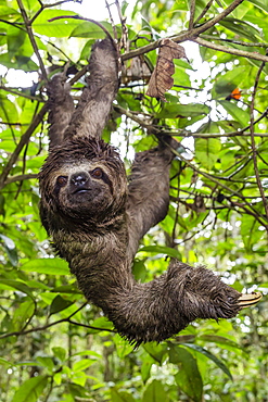 A wild brown-throated sloth (Bradypus variegatus), Landing Casual, Upper Amazon River Basin, Loreto, Peru, South America