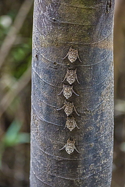 Adult proboscis bats (Rhynchonycteris naso) on tree in Yanallpa Caño, Ucayali River, Loreto, Peru, South America