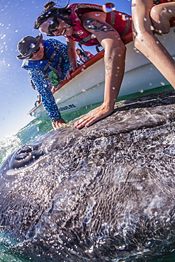 California gray whale calf (Eschrichtius robustus), with whale watchers in San Ignacio Lagoon, Baja California Sur, Mexico, North America