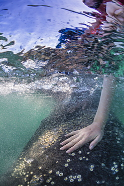 California gray whale calf (Eschrichtius robustus) being touched underwater in San Ignacio Lagoon, Baja California Sur, Mexico, North America