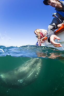 California gray whale calf (Eschrichtius robustus), underwater with tourists in San Ignacio Lagoon, Baja California Sur, Mexico, North America