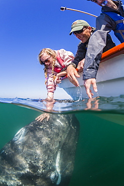 California gray whale calf (Eschrichtius robustus), underwater with tourists in San Ignacio Lagoon, Baja California Sur, Mexico, North America