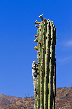 San Esteban spiny-tailed iguana (Ctenosaura conspicuosa) on cardon cactus, Isla San Esteban, Gulf of California (Sea of Cortez), Baja California, Mexico, North America