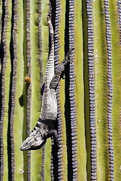 San Esteban spiny-tailed iguana (Ctenosaura conspicuosa) on cardon cactus, Isla San Esteban, Gulf of California (Sea of Cortez), Baja California, Mexico, North America