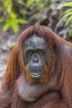 Female Bornean orangutan (Pongo pygmaeus) at Camp Leakey, Borneo, Indonesia, Southeast Asia, Asia