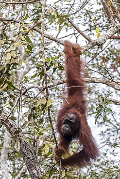 Bornean orangutan (Pongo pygmaeus), Buluh Kecil River, Borneo, Indonesia, Southeast Asia, Asia